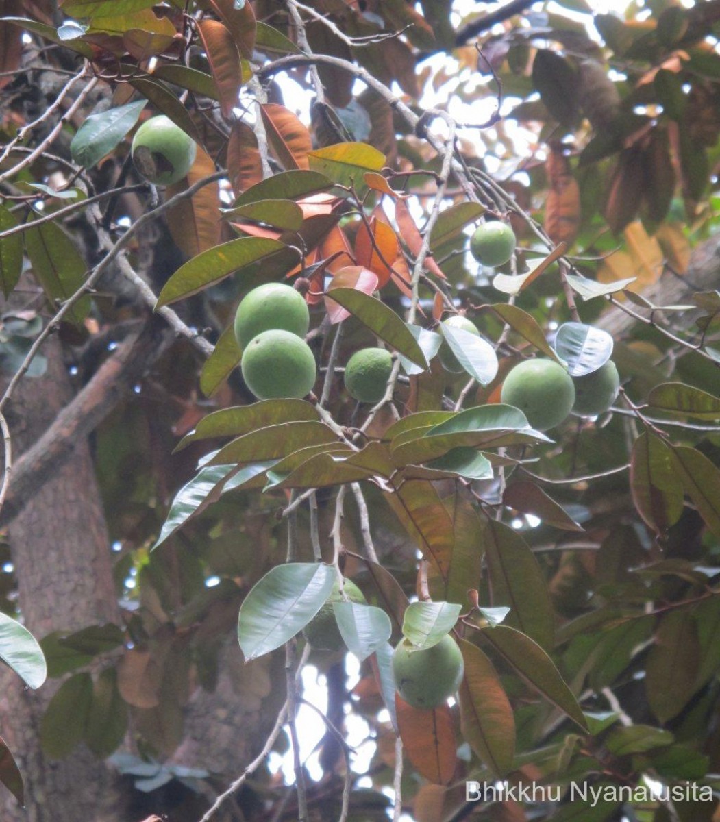 Chrysophyllum cainito L.
